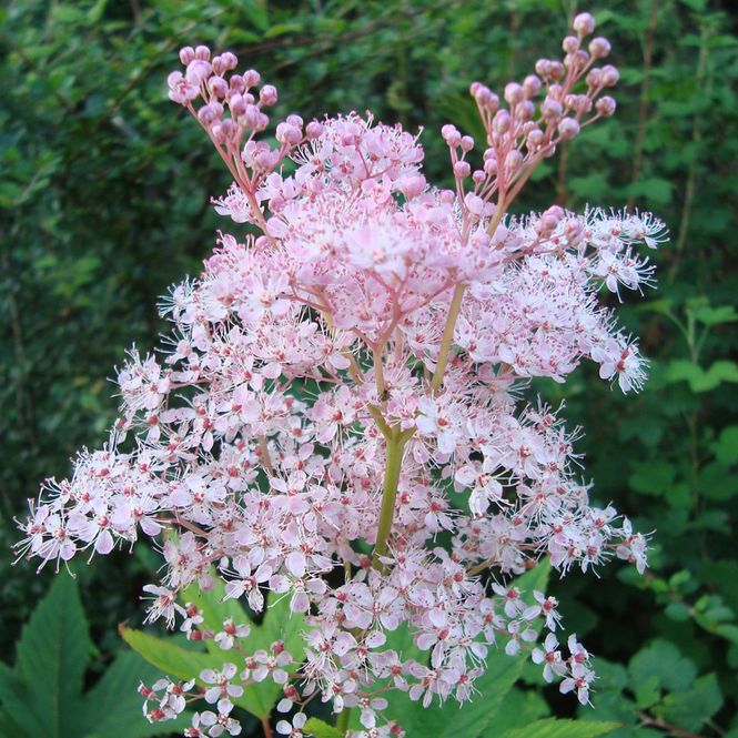 Hovedbilde Filipendula  Venusta  Mjødurt 1 rot
