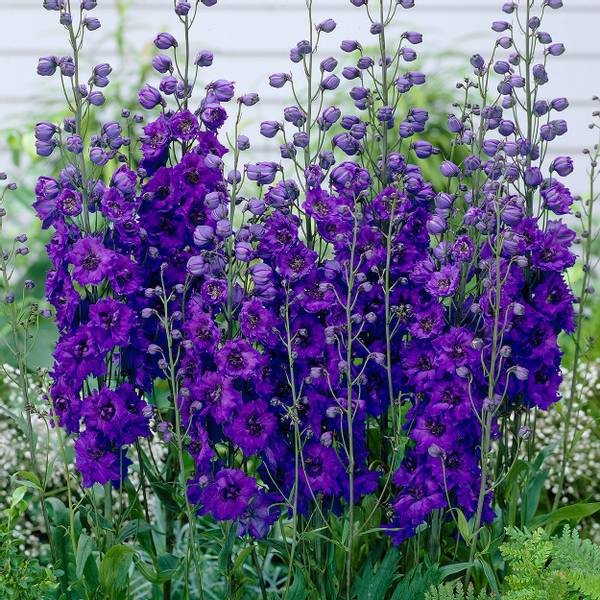 Bilde av DELPHINIUM Secret. Ridderspore - 3 røtter
