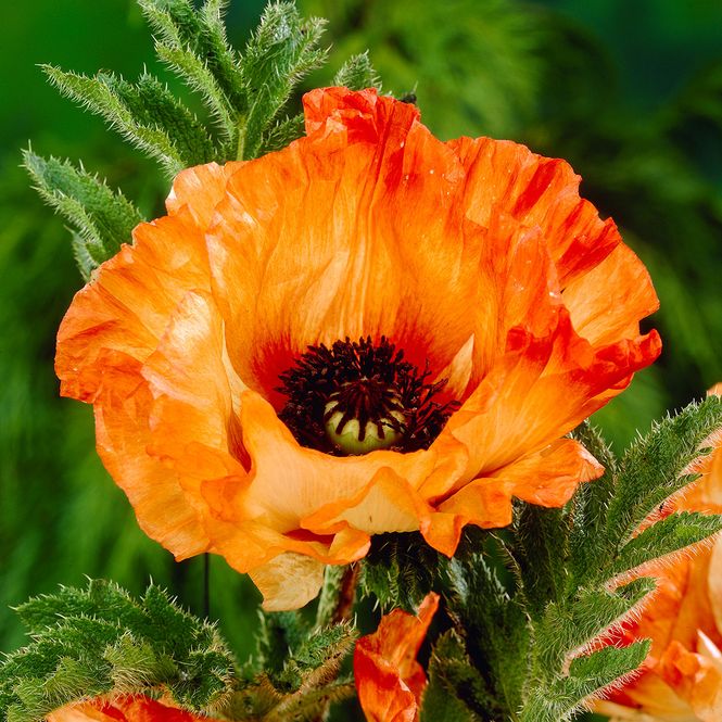 Hovedbilde Papaver orientale Orange Glow. Orientvalmue - 1 ...