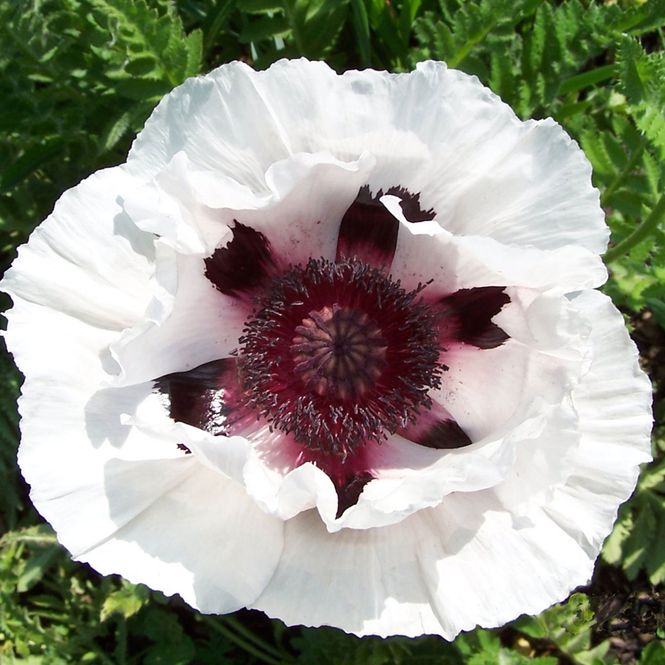 Hovedbilde Papaver orientale Snow Goose  Orientvalmue - 1 ...