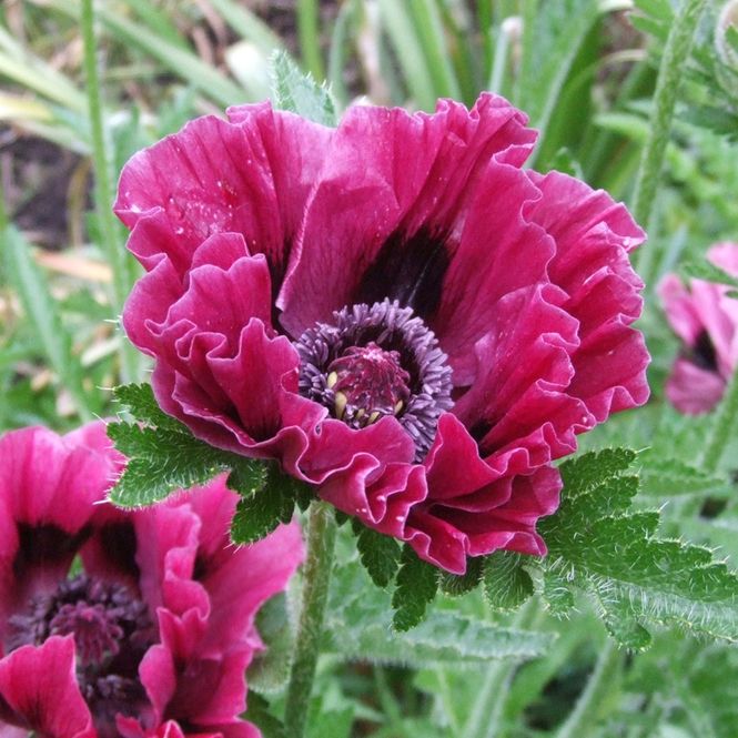 Hovedbilde Papaver orientale Harlem Orientvalmue - 1 rot