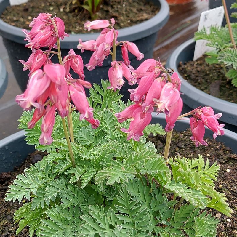 Dicentra formosa Luxuriant Småhjerte 1 rot