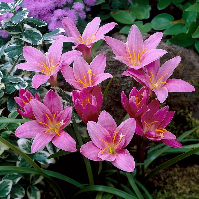 Hovedbilde Hebranthes robustus (Zephyranthes) 10 løk
