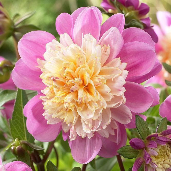 Hovedbilde Dahlia Take Off - 1 knoll
