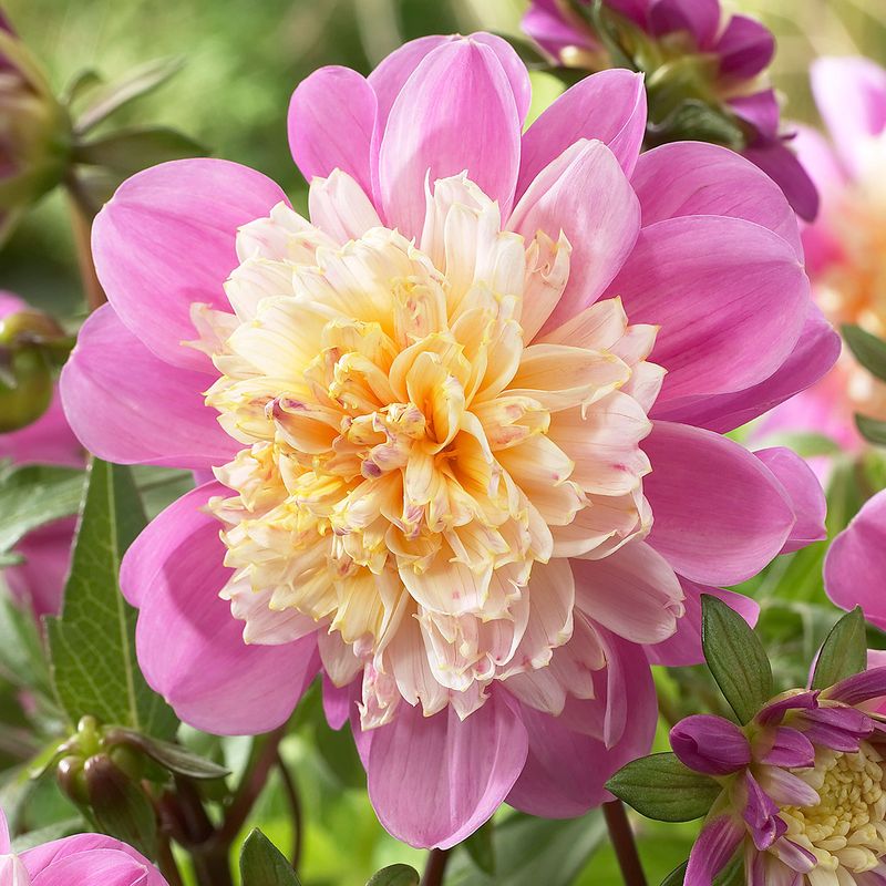 Dahlia Take Off - 1 knoll