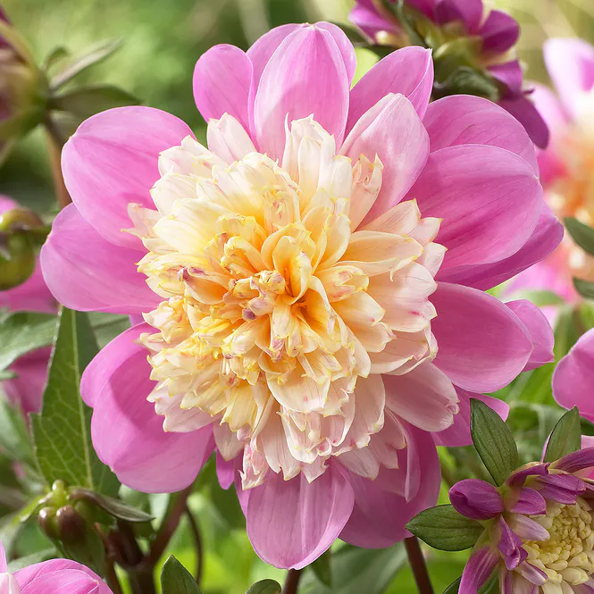 Hovedbilde Dahlia Take Off - 1 knoll