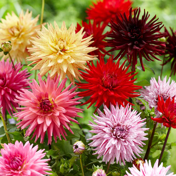 Hovedbilde Dahlia Cactus mix - 3 knoller