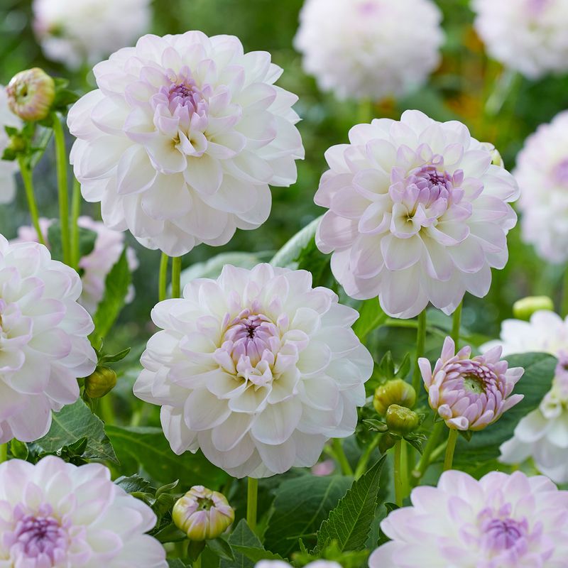 Dahlia Eveline - 1 knoll