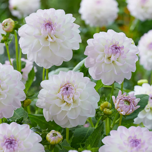 Hovedbilde Dahlia Eveline - 1 knoll