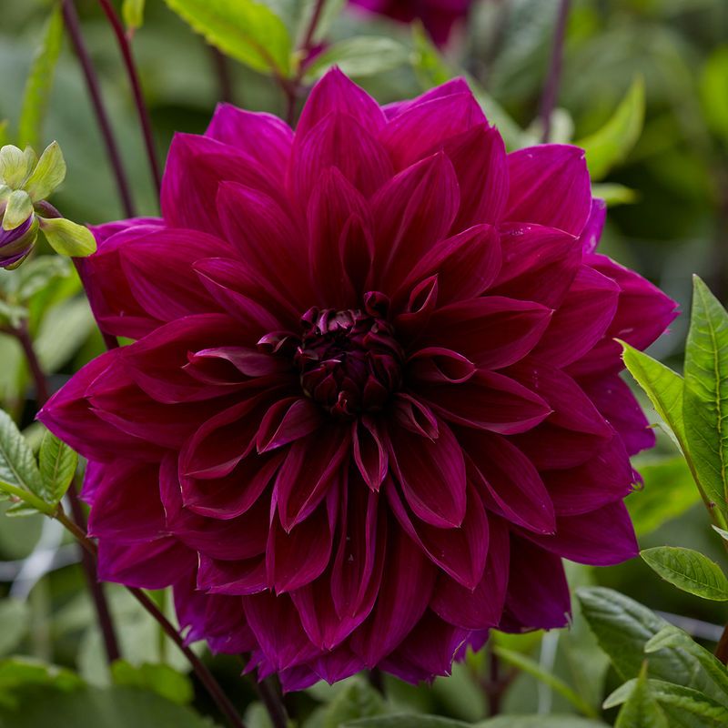 Dahlia Thomas A. Edison - 1 knoll