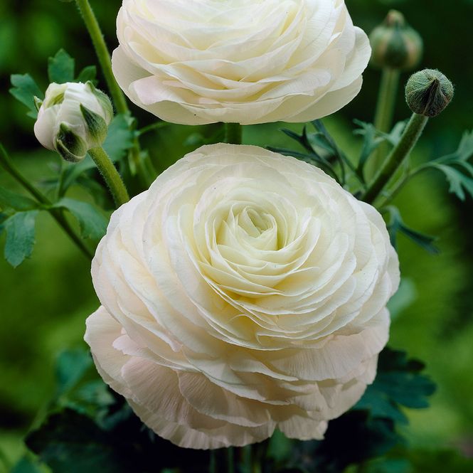 Hovedbilde Ranunculus  White  Hageranunkel - 10 knoller