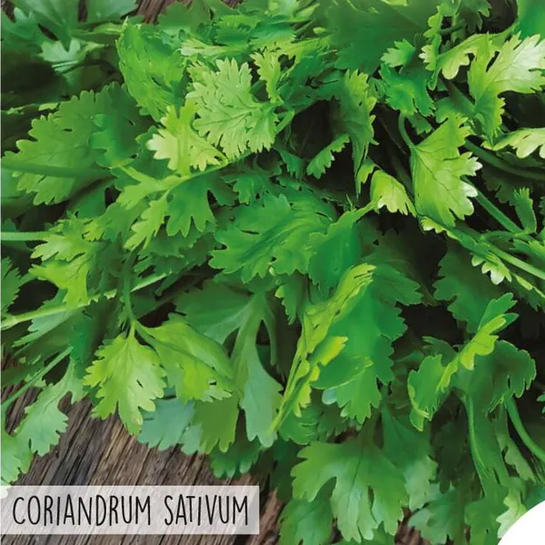Hovedbilde Koriander -Frø-