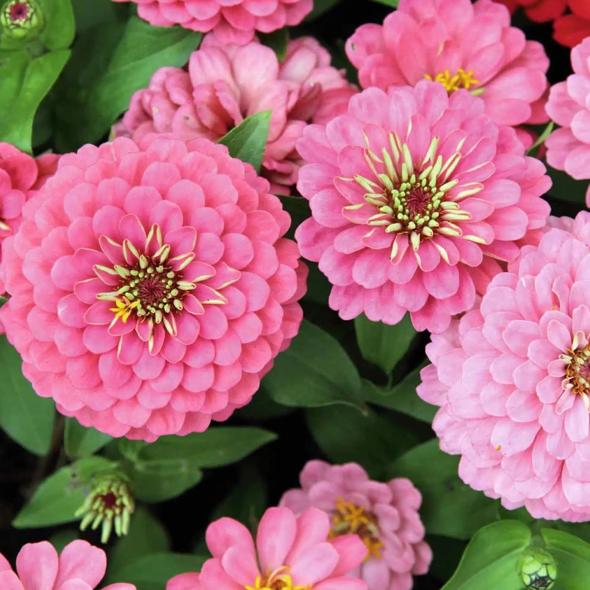 Zinnia elegans Oklahoma Pink -Frø-