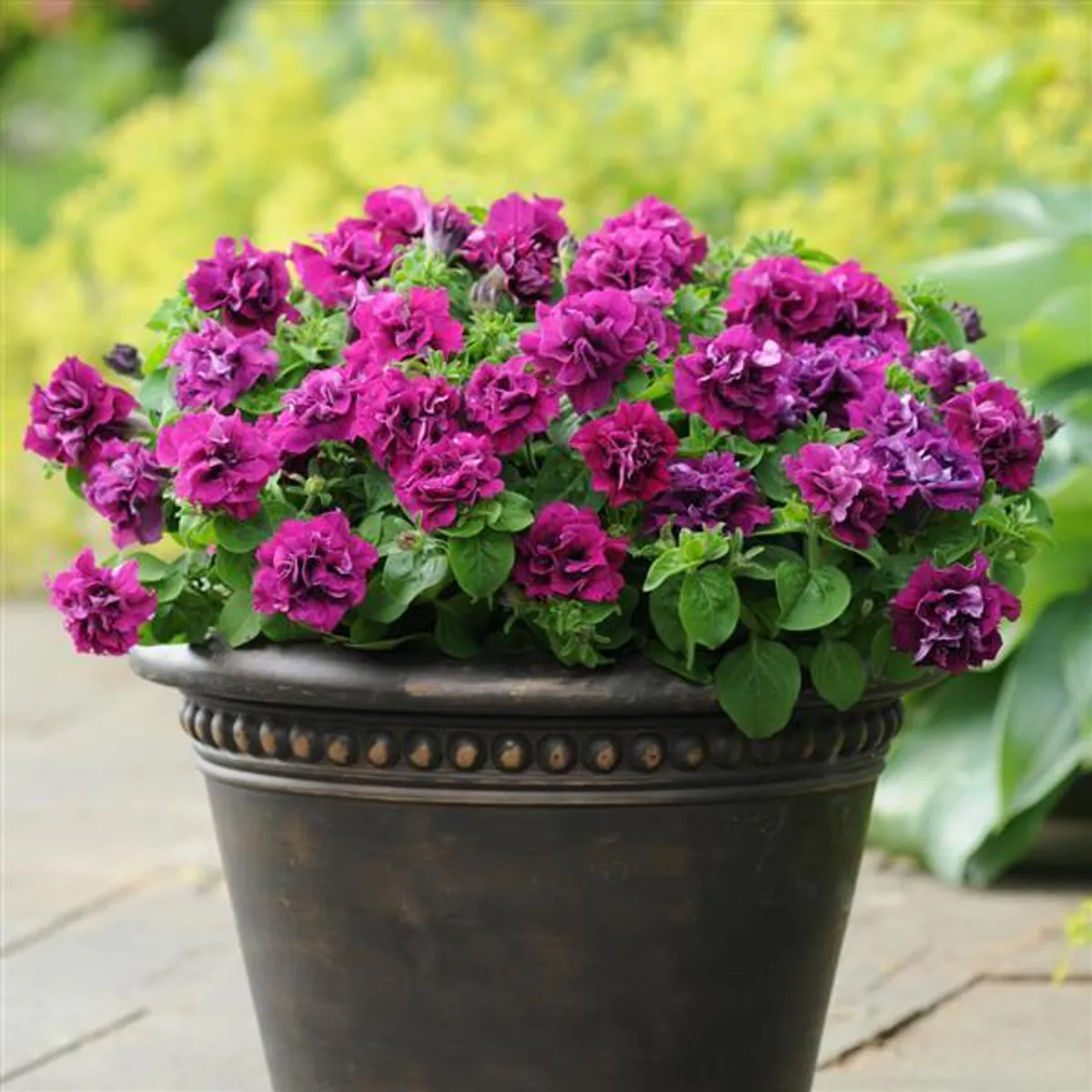 Petunia grandiflora Double Cascade Burgundy  F1 -Frø-  
