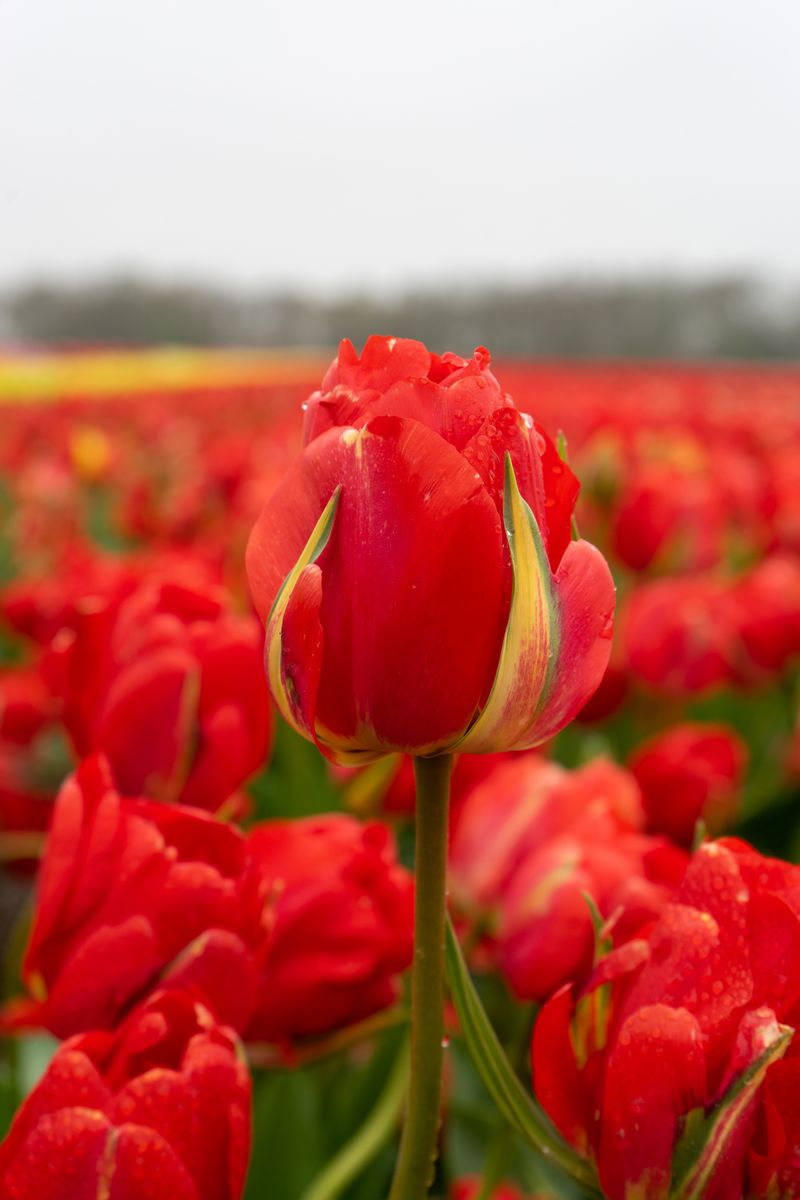 Tulipan Red Bono - 6 løk