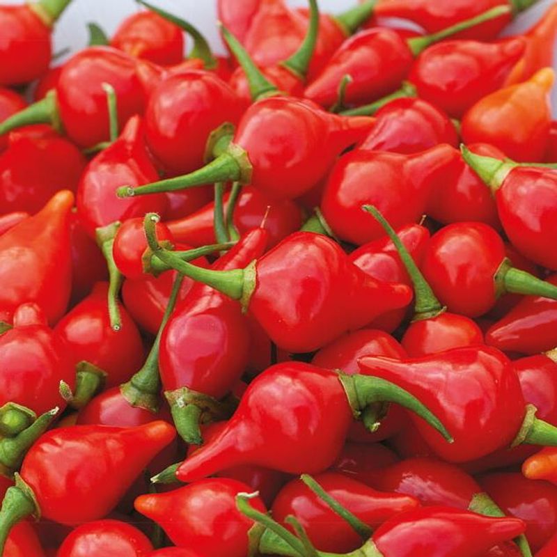 Chili Biquinho -Frø-