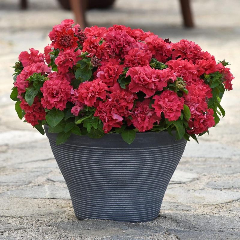 Petunia  dobbel Valentine  F1 -Frø-
