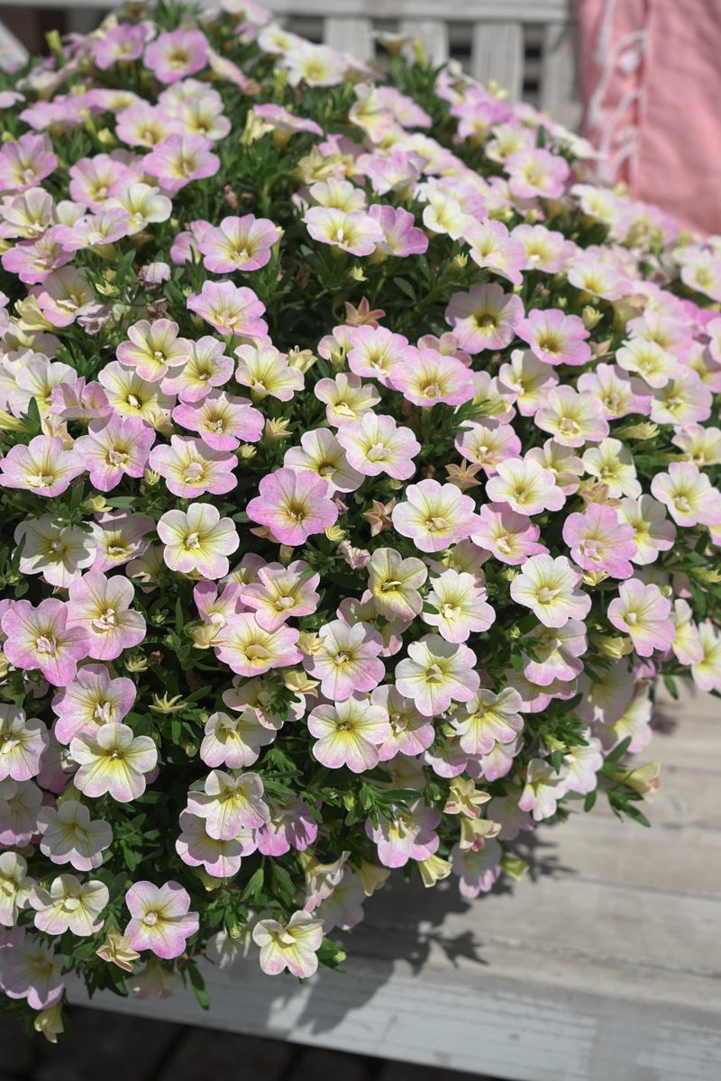 Calibrachoa Fancy Fancy. Mini-Petunia  1 plante i 10,5 cm potte