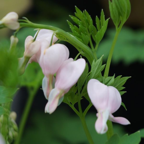 Hovedbilde Dicentra Cupid. Løytnantshjerte  1 rot