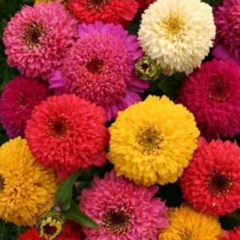 Zinnia elegans Candy Mix -Frø-