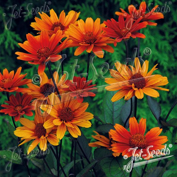 Hovedbilde Heliopsis helianthoides Bleeding Hearts -Frø- ...