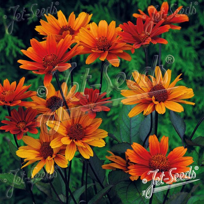 Hovedbilde Heliopsis helianthoides Bleeding Hearts -Frø- ...