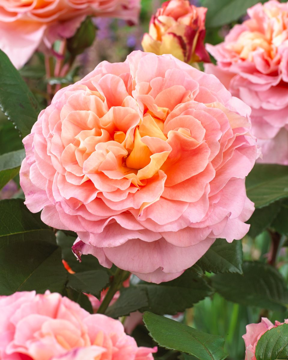 Rose Augusta Luise. Stilkrose