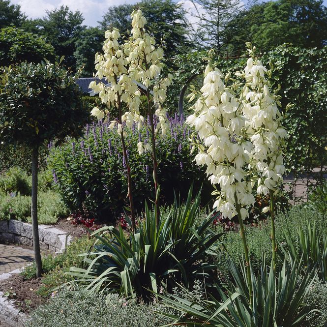 Hovedbilde Yucca filamentosa - Palmelilje - 1 rot