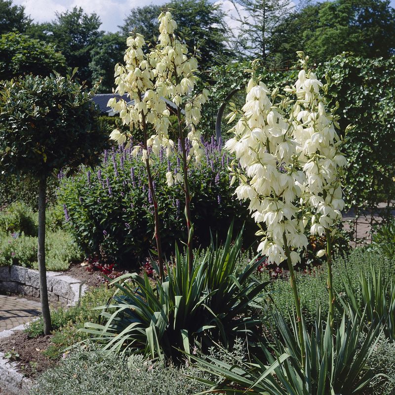 Yucca filamentosa - Palmelilje - 1 rot