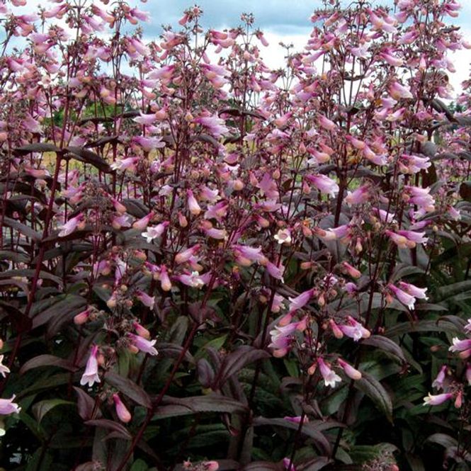 Hovedbilde Penstemon Dark Towers. Rørblomst. 1 rot