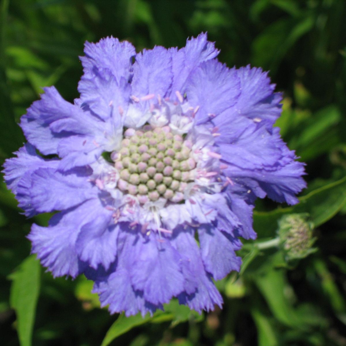 Scabiosa caucasica Stäfa  1 rot