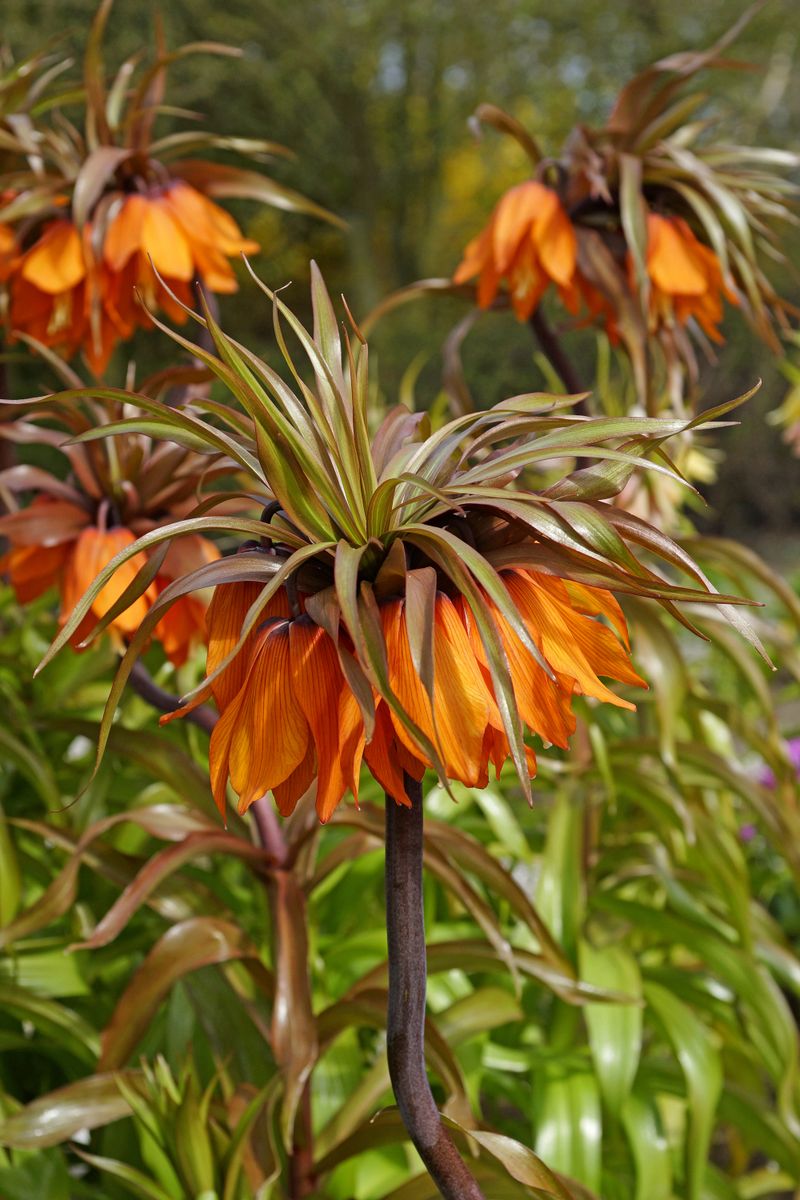 Fritillaria Sunset. Keiserkrone - 1 løk