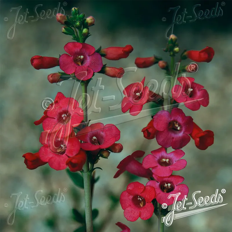 Penstemon superbus Superb Beardtongue. Rørblomst - Frø -