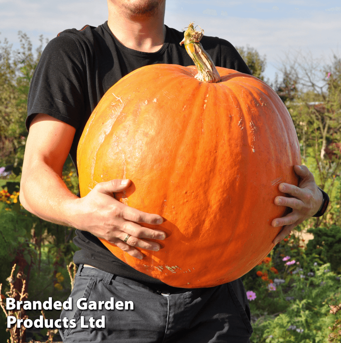 Gresskar Big Max -Frø-