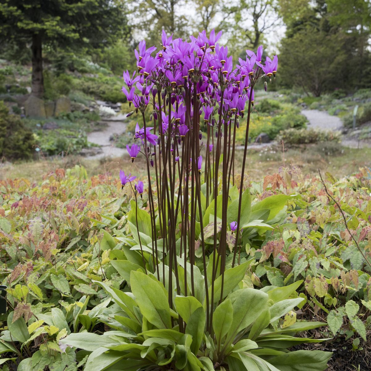 Primula Jeffreyi. Gudeblom - 1 rot