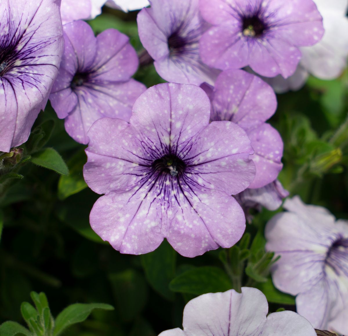 Petunia x grandiflora Lavender Sky. 1 plante i 10,5 cm potte