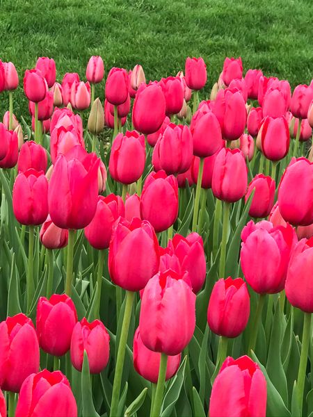 Hovedbilde Tulipan Lady van Eijk - 6 løk