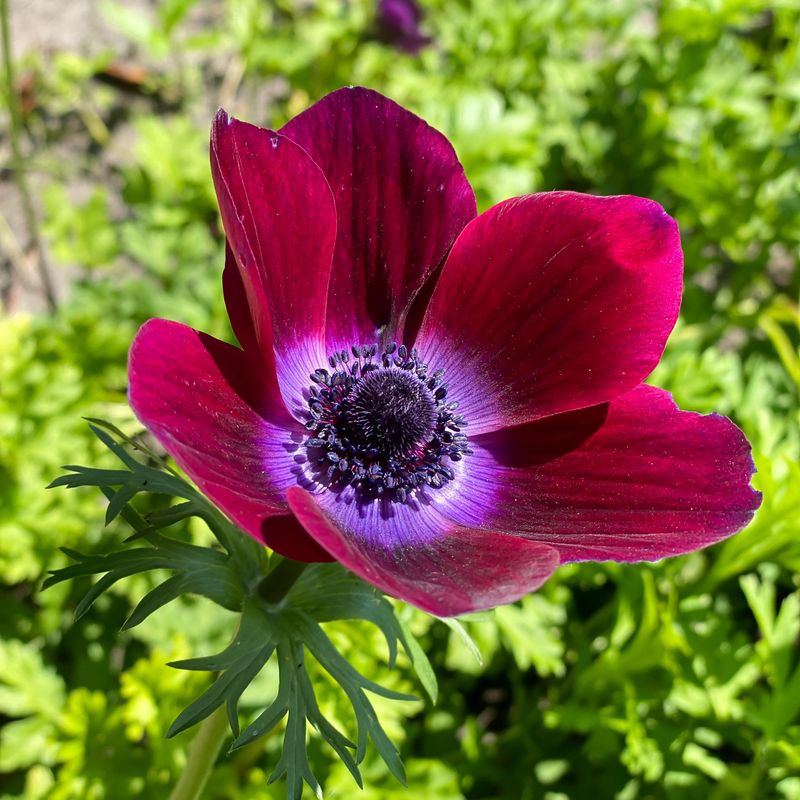 Anemone Bordeaux - 10 knoller