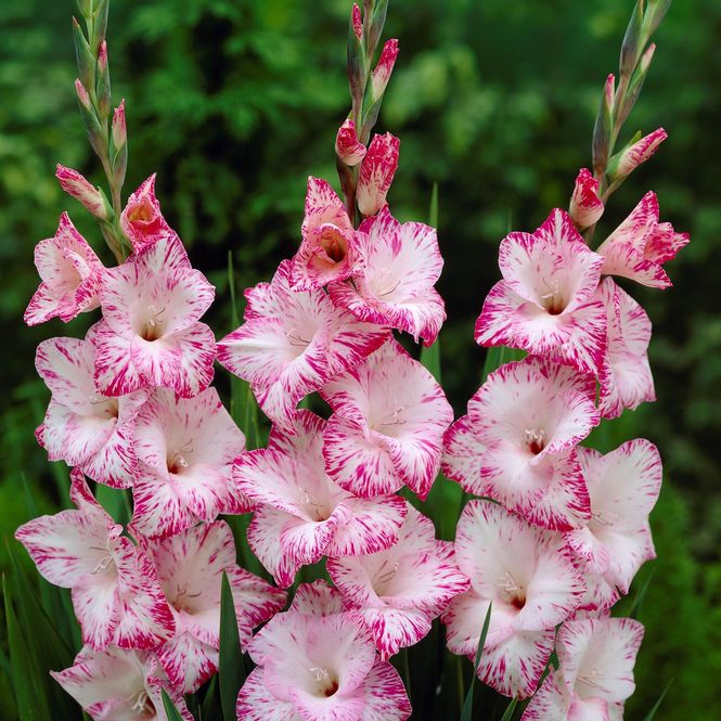 Hovedbilde Gladiolus My Love - 7 knoller