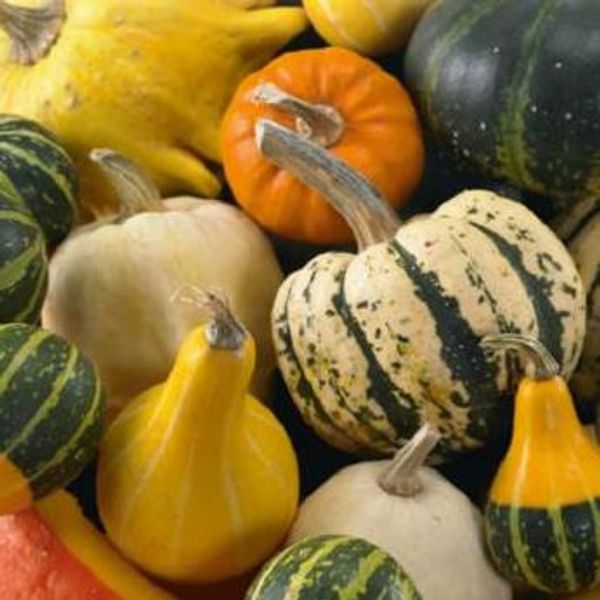 Hovedbilde Gresskar, pyntegresskar -Frø-