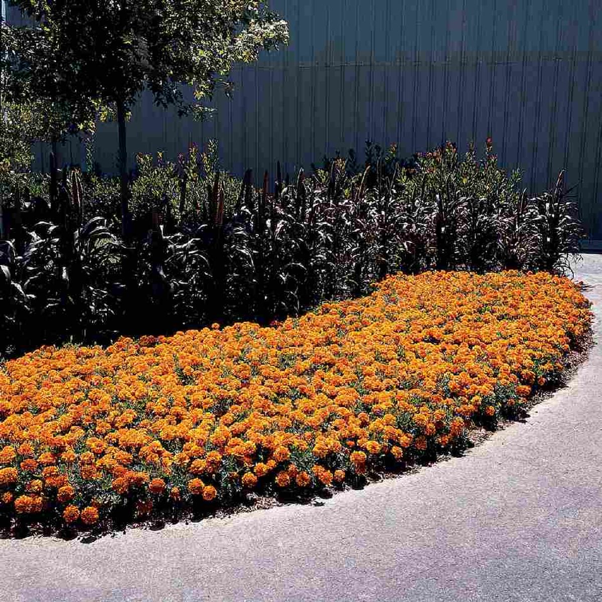 Tagetes patula Bonanza Bolero. Fløyelsblomst -Frø-
