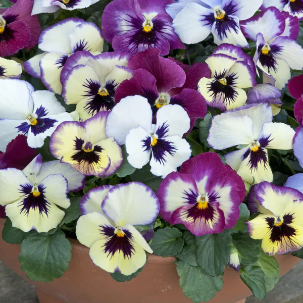 Hovedbilde Viola wittrockiana Floral Days Raspberry. Stemor ...