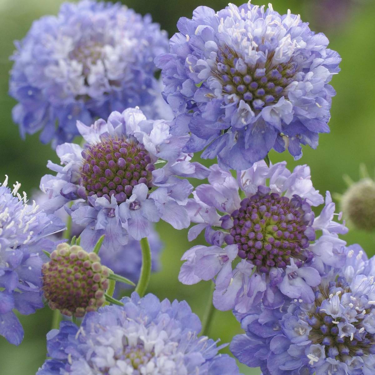 Scabiosa atropurpurea Oxford Blue. Bakkeknapp -Frø- 
