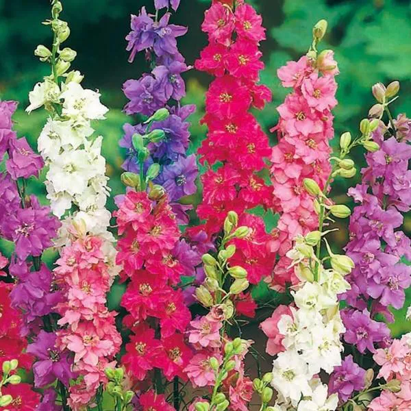 Hovedbilde Delphinium consolida Formula mix. ...