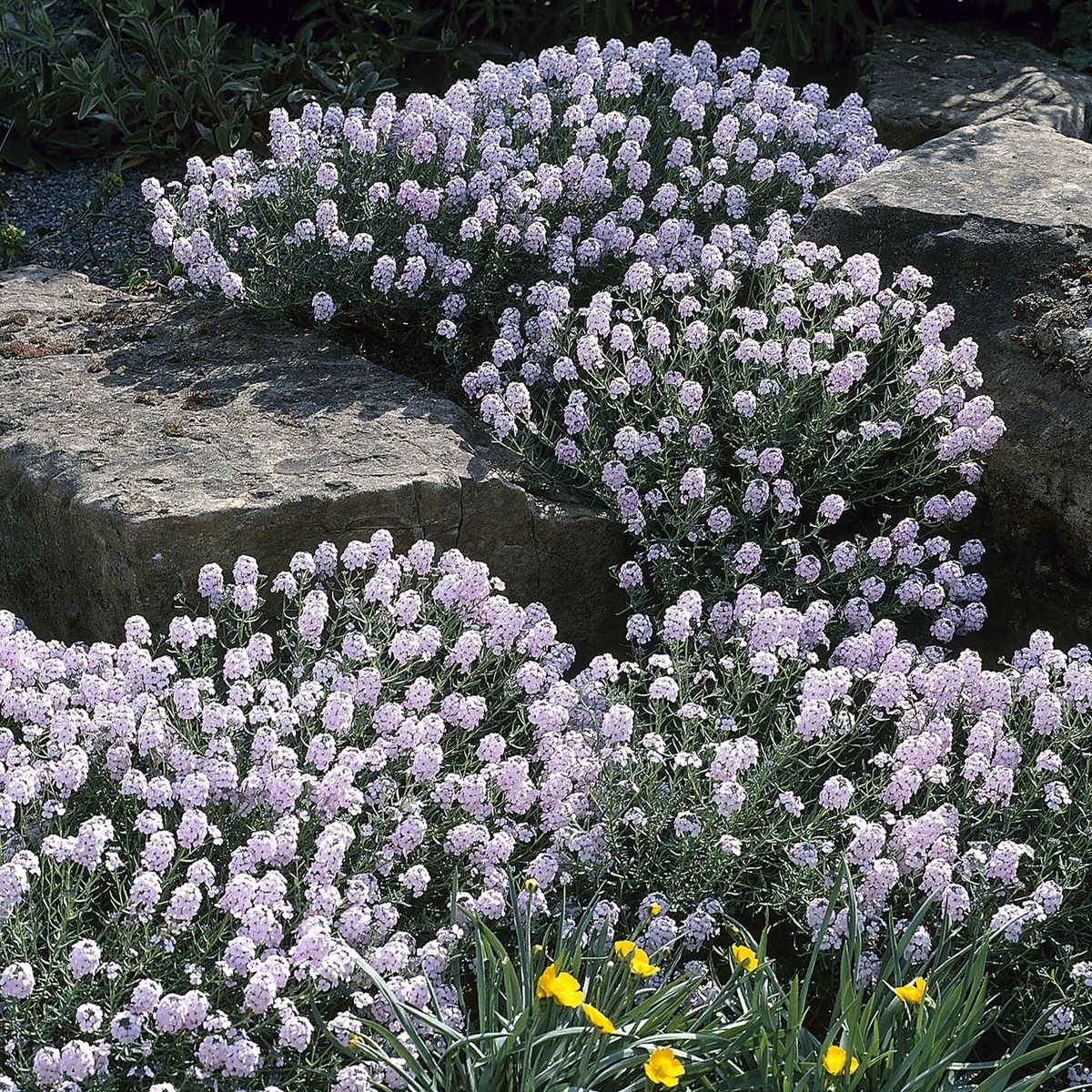 Aethionema grandiflorum. Vokskorsblomst  - Frø -