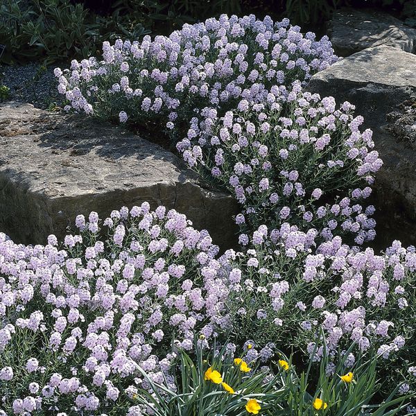 Hovedbilde Aethionema grandiflorum. Vokskorsblomst  - Frø -