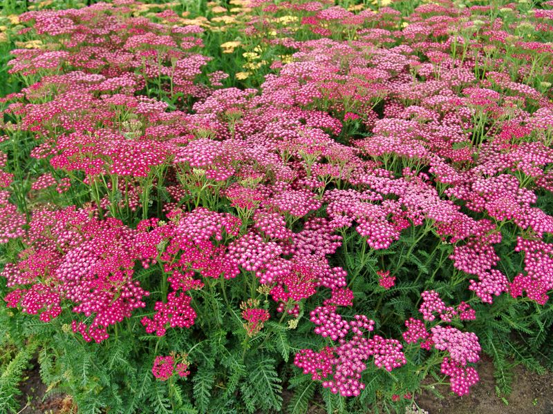 Achillea millefolium Summerwine. Praktryllik - 1 rot