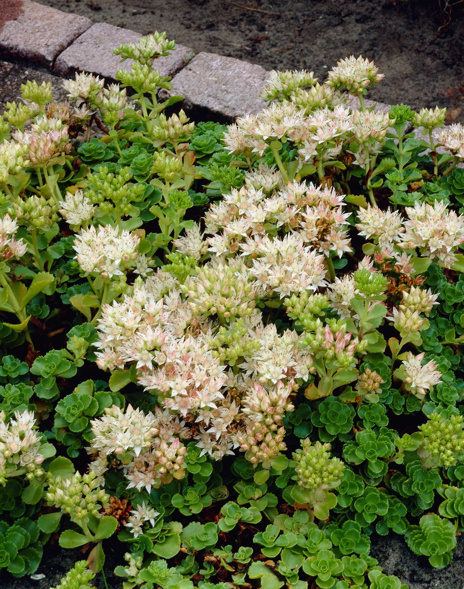 Sedum spurium Summer Snow -Frø-