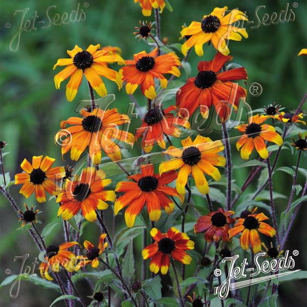 Hovedbilde Rudbeckia triloba Prairie Glow