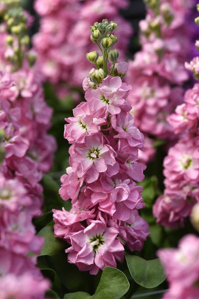 Hovedbilde Matthiola incana Mathilda Antique Rose. Levkøy ...